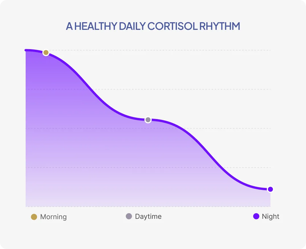A healthy daily cortisol rhythm: high in the morning, falling through the day, lowest at night
