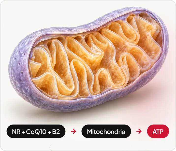 A mitochondrion: NR + CoQ10 + B2 to mitochondria to ATP