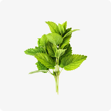 Relissa® Lemon Balm
