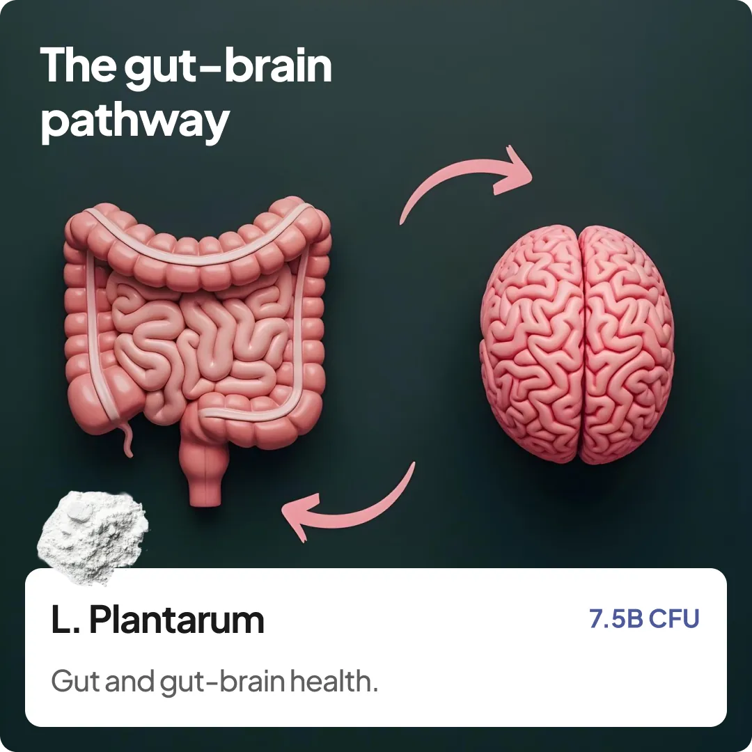 Support the Gut-Brain Connection