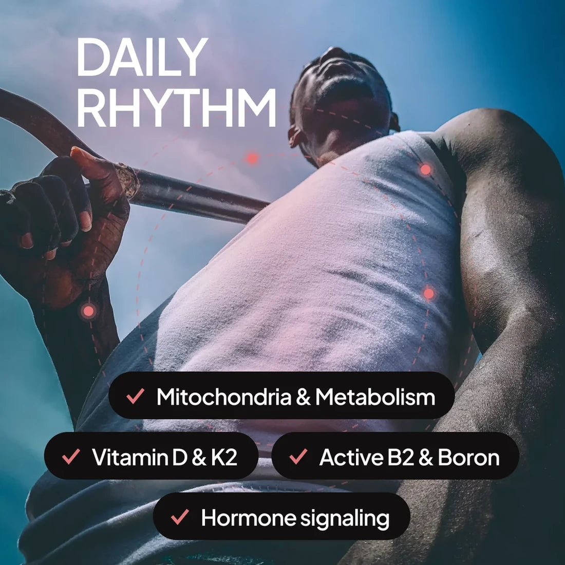 An athlete on a rowing machine: Daily Rhythm, with mitochondria, vitamin D and K2, active B2 and boron, and hormone signaling