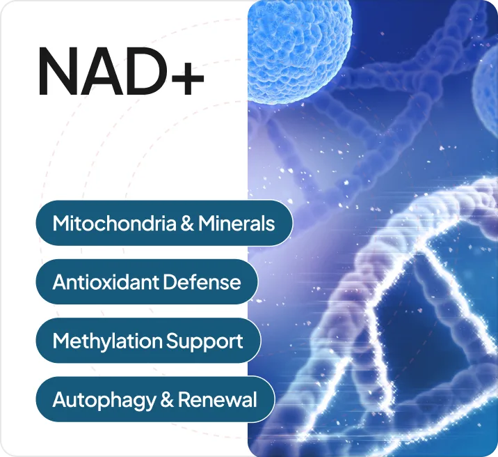 NAD+ supported by mitochondria and minerals, antioxidant defense, methylation support, and autophagy and renewal